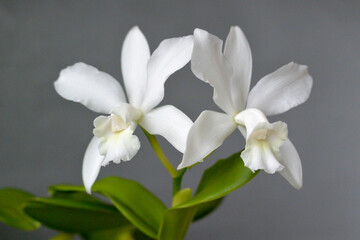 Naklejka na ściany i meble White Cattleya Orchid isolated on gray background.