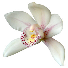 Cymbidium Orchid isolated on white.