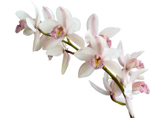 Naklejka na ściany i meble Cymbidium Orchid isolated on white.