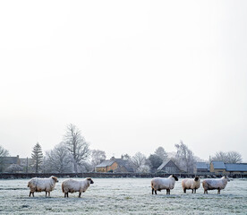 Cotswold farm with sheep in the field