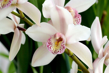 White Cymbidium Orchid isolated on white.