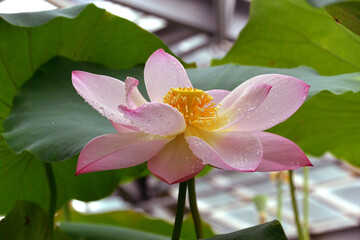 Brightly blooming lotus. Beautiful lotus flower background, natural background.