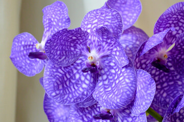 Purple blue Vanda (Magic Blue) orchid flower.