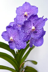 Obraz na płótnie Canvas Purple blue Vanda (Magic Blue) orchid flower.