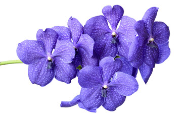 Blue orchid vanda isolated on white.