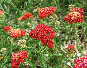 Blooming red yarrow flowers on a background of green grass. Floral spring or summer background, copy space, Achillea millefolium. garden plants © Lena_viridis