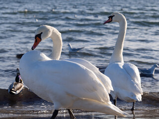 White Swans / Cygnus olor / on the seashore on a beautiful sunny day