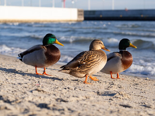 Three ducks by the sea on a beautiful sunny winter day