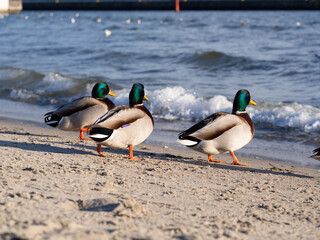 Three male ducks by the sea on a beautiful sunny winter day