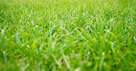 Fresh spring green young grass close up with selective focus. Green natural grassy background with copy space, sunny summer background, wallpaper