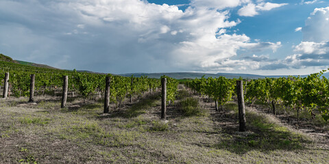 Grape fields in the Krasnodar territory