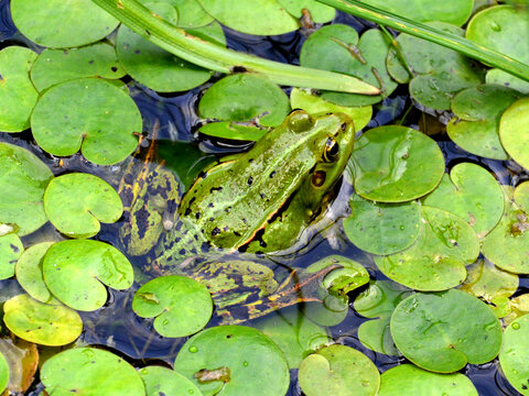 Detail portrait of frogs in the pond. Stock photo of animals in the nature habitat.