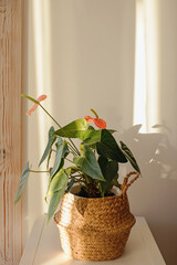 House plant in wicker basket at natural sunlight