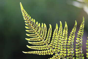 Green bracken fern frond, eagle fern, Pteridium aquilinum, underside showing sori and spores,...
