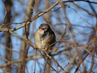 male house sparrow (Passer domesticus)