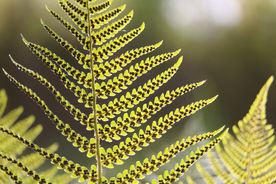 Green bracken fern frond leaves, eagle fern, Pteridium aquilinum, underside showing sori and spores, sunlit against a natural background, closeup