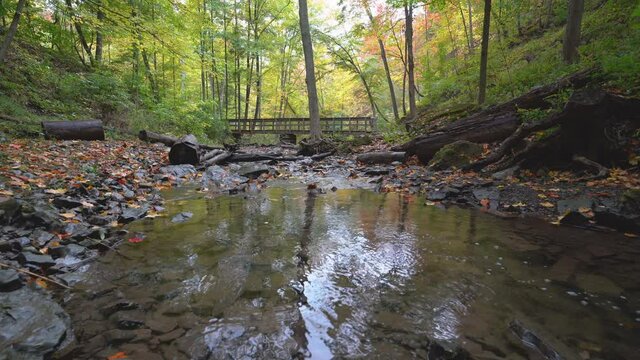 Light ripples on the surface of a forest creek