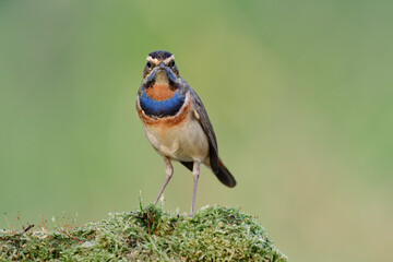 Beautiful bird straight looking by showing vivid blue and orange feathers on its chest to photographers