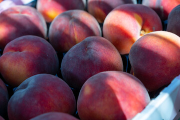 New harvest of big sweet ripe nectarines peaches