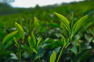 Tea leaves in tea garden munnar