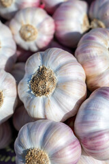 Bunch of fresh aromatic french violet or rose garlic