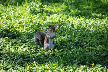 cute gray squirrel eating in the park