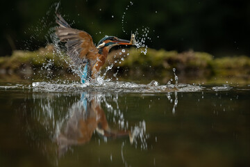Female Kingfisher emerging from a dive into water with a fish in her beak.  