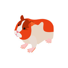 Naklejka premium Hamster Pet Isometric Composition