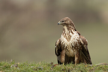 Common Buzzard looking left whilst stood on a grassy mound with mottled brown and green background.  