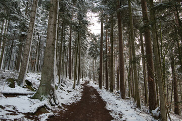 Naklejka premium Heidenmauerweg am Odilienberg im Elsass