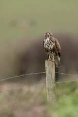 Common Buzzard perched on a fence post with green and brown background.  