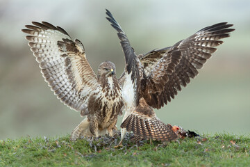 Two Common Buzzards fighting over a pheasant with wings outstretched and a green background.  