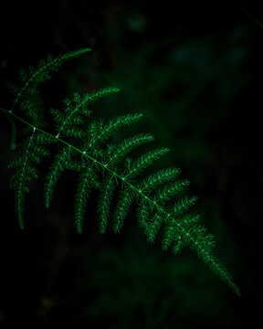 fern leaf in the forest with dark green bokeh background