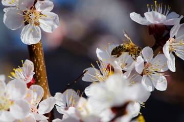The bee collects nectar and pollinates flowers. Close-up of a bee. Spring start of life. beautifully blooming trees in the garden, cherry blossom