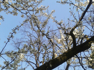 Tree branches against blue sky
