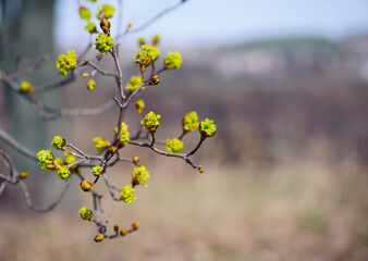 First green leaf. first spring tender leaves, buds and branches macro background. young light green leaves on a branch in spring. nature comes to life. close-up
