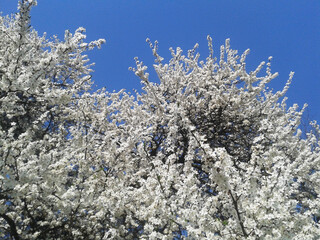 Cherry blossom in spring white flowers in the park