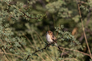 Indian silverbill  on a branch