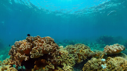 Naklejka na ściany i meble Coral Reef Fish Scene. Tropical underwater sea fish. Colourful tropical coral reef. Philippines.