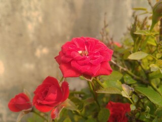Fototapeta na wymiar Red Rose Flower 