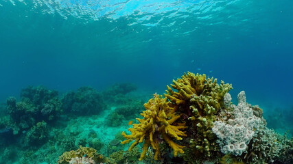Naklejka na ściany i meble Tropical fishes and coral reef underwater. Hard and soft corals, underwater landscape.