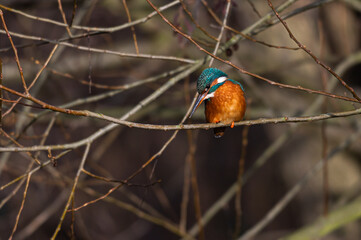 Female common kingfisher, alcedo atthis, perched on winter branches