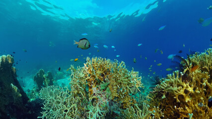 Naklejka na ściany i meble Underwater fish reef marine. Tropical colourful underwater seascape. Philippines.