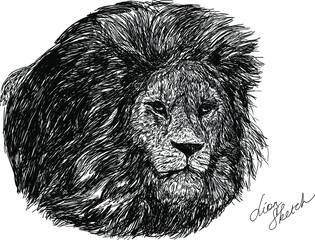 Vector sketch of lion's head isolated on white background . Vintage vector illustration of wild cat  can be used for printing on T-shirts, flyers and stuff. 