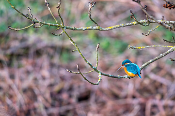 Female common kingfisher, alcedo atthis, perched on winter branches