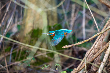 Female common kingfisher, alcedo atthis, perched on winter branches