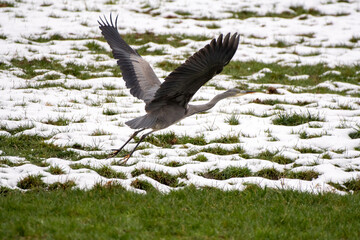 Obraz premium great blue heron in flight