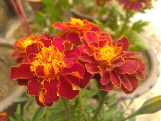 French Marigold Flowers