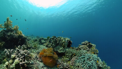 Obraz premium Tropical underwater sea fish. Colourful tropical coral reef. Scene reef. Philippines.