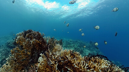 Tropical fishes and coral reef at diving. Beautiful underwater world with corals and fish. Philippines.